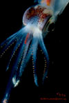 Abraliopsis Squid